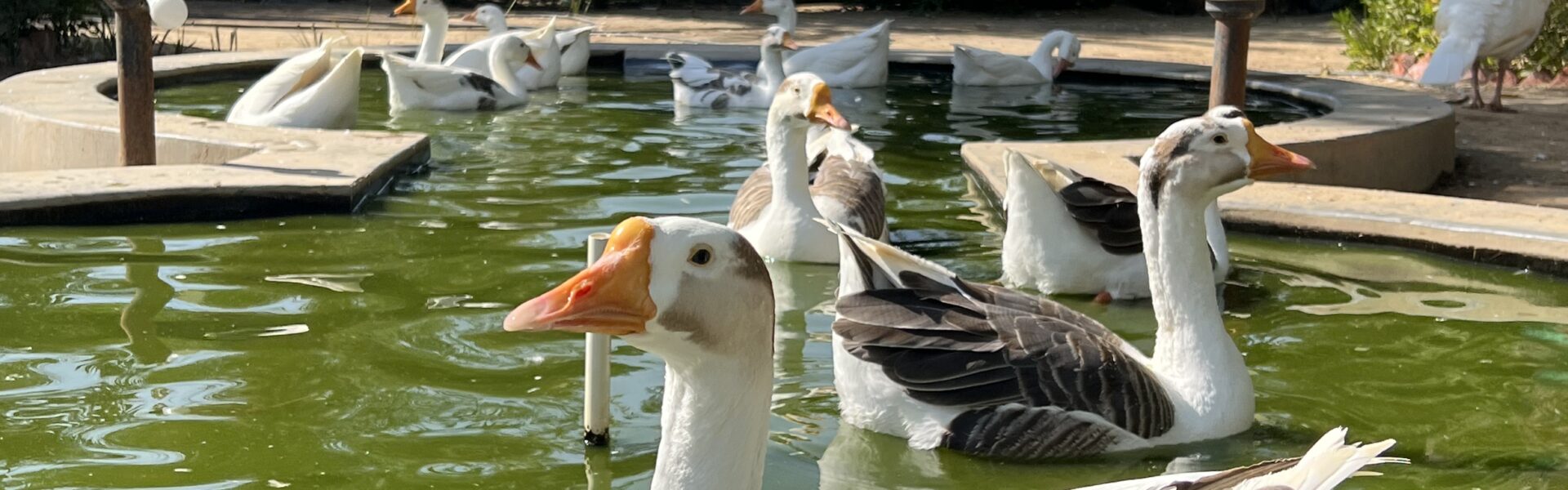 Happy New Year 2025 - Animals Ducks - ThememoryBites