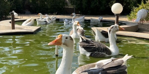 Happy New Year 2025 - Animals Ducks - ThememoryBites