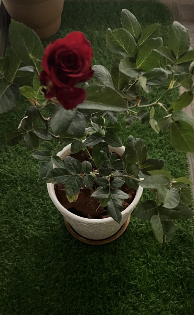 Happy Rose Day 2025 πΉ - Rose Plant - TheMemoryBites