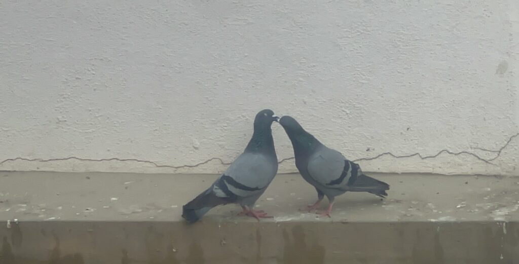 Happy Kiss Day 2025 ๐ - Bird Kiss - TheMemoryBites