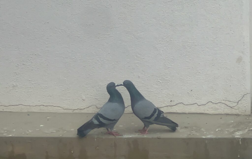 Happy Kiss Day 2025 ๐ - Bird Kiss - TheMemoryBites